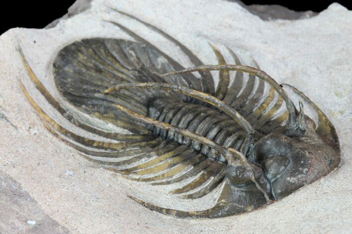 Large, Kolihapeltis Trilobite - Rare Species #89288